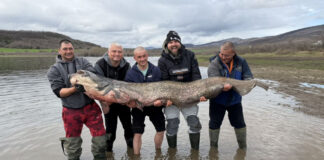 Уловиха гигантски сом в язовир „Огоста“ – 2,5 м и 90 кг