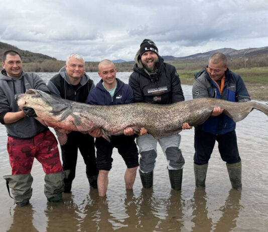 Уловиха гигантски сом в язовир „Огоста“ – 2,5 м и 90 кг