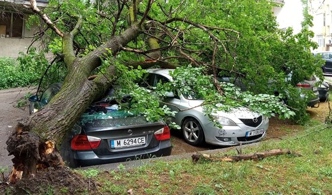 Голямо дърво напоено от поройния дъжд през нощта се откърти