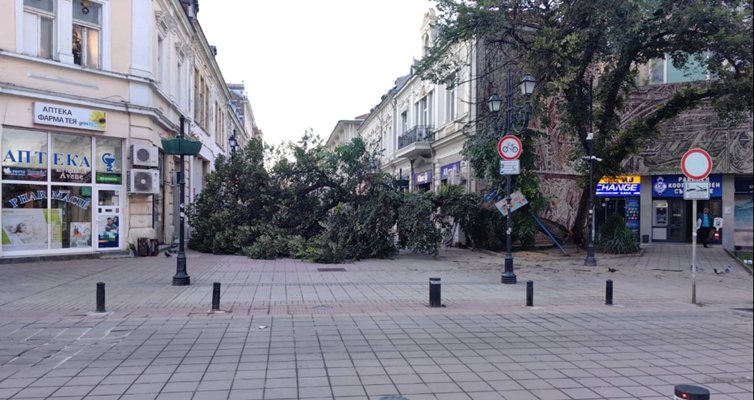Огромно дърво се е разцепило и се е стоварило в