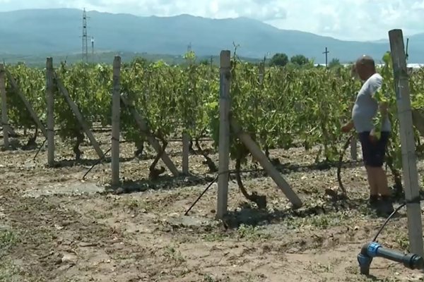 Градушка съсипа лозята и реколтата от праскови в пловдивските селата